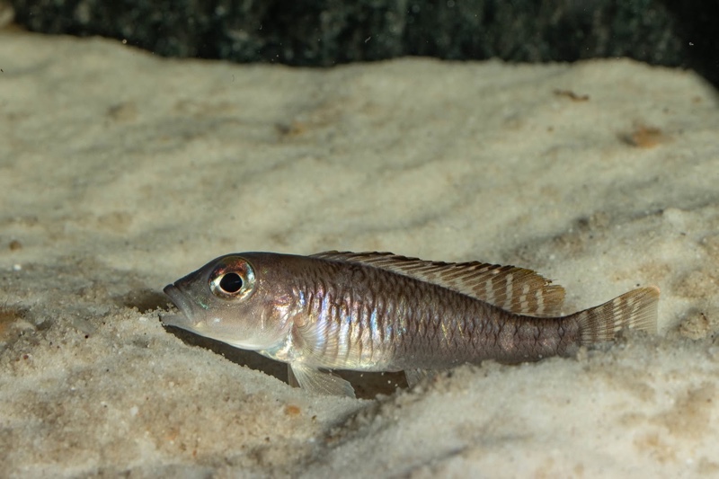 Lamprologus laparogramma 'Namansi'